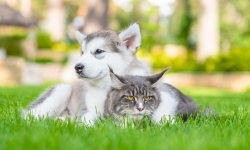 動物とロゴ_サムネイル